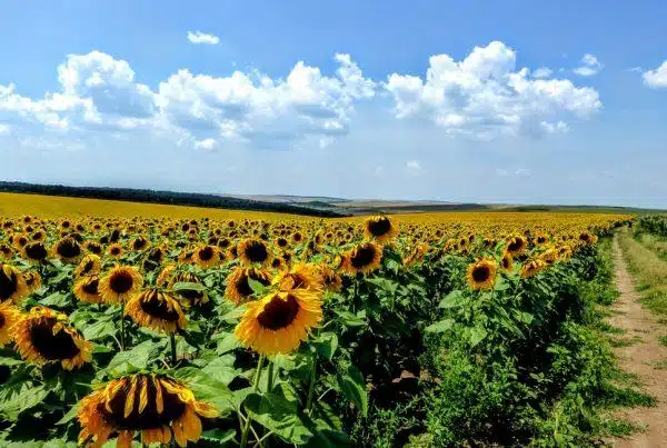 работа в Болгарии