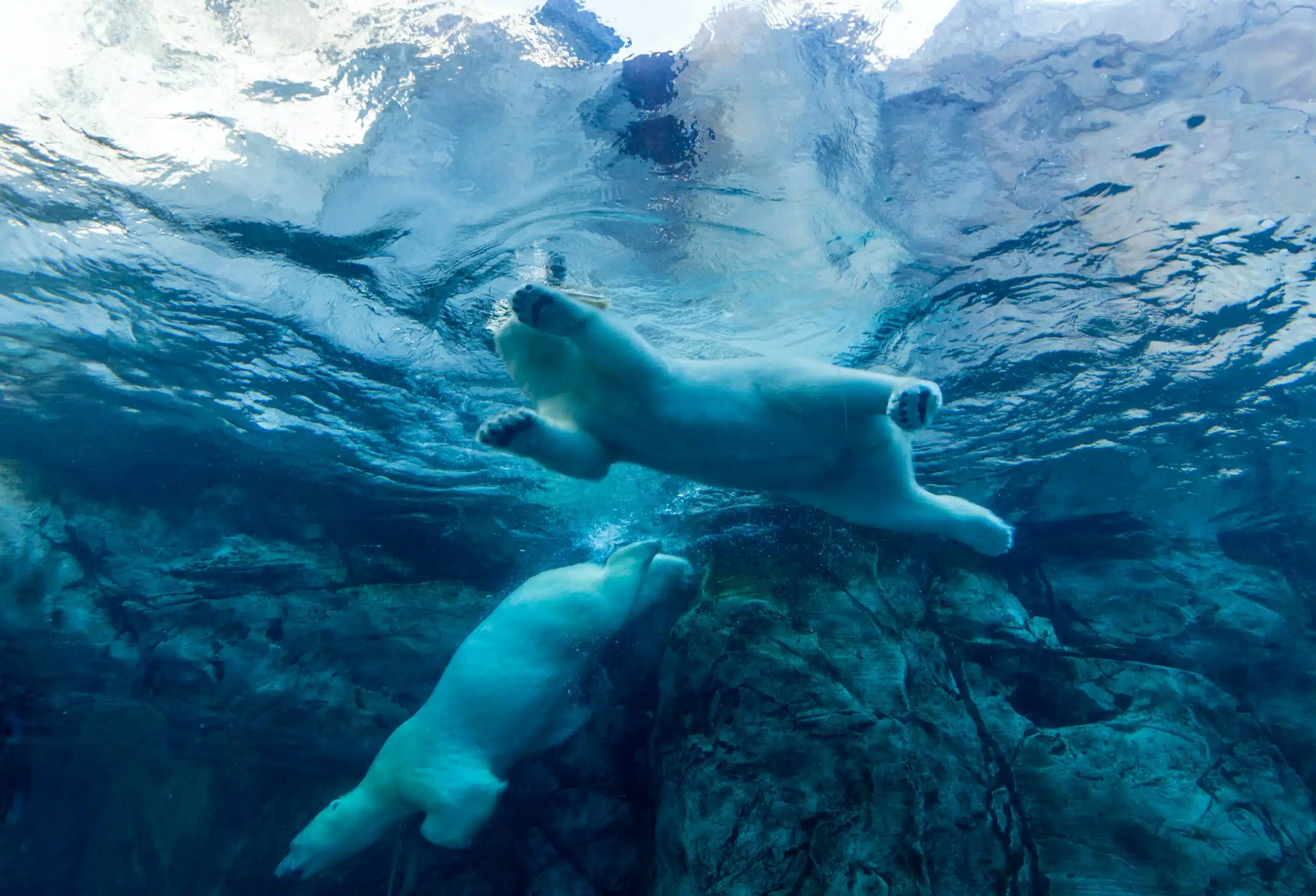 two polar bears swimming in water