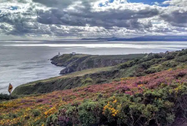 green grass field near body of water under white clouds during daytime